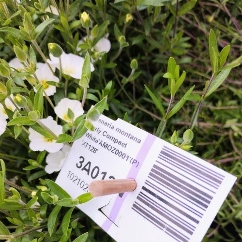 Ceraiste Tomentosum en pot de 11cm