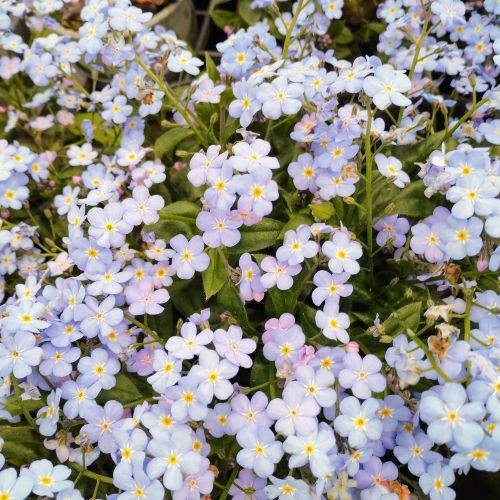 Myosotis de Bouture Myomark