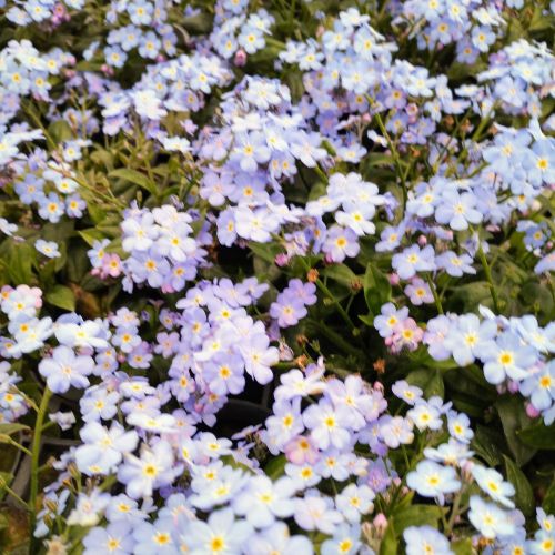 Myosotis de Bouture Myomark