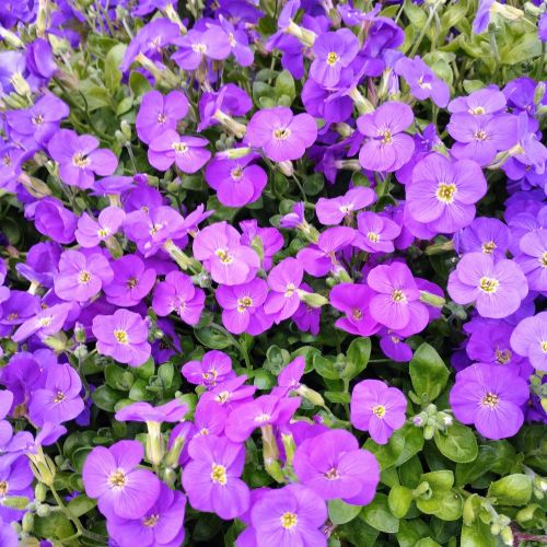 Aubrietes Gracilis Kitte Blue