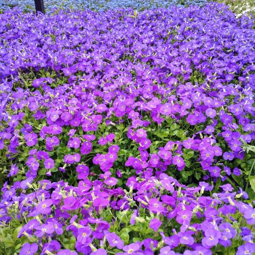 Aubrietes Gracilis Kitte Blue