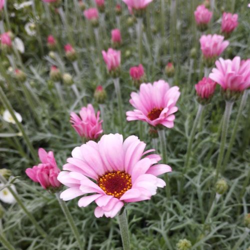 Leucanthemum Africa rose