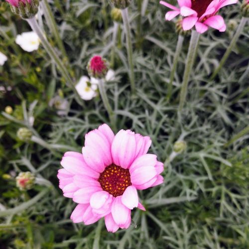 Leucanthemum Africa rose