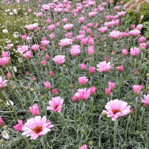 Leucanthemum Africa rose