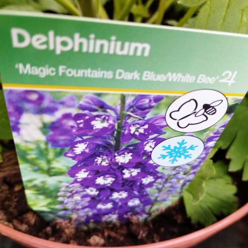 Delphinium Magic Fontains Dark Blue/White