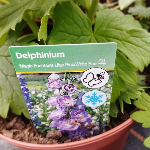 Delphinium Magic Fontains Pink/White