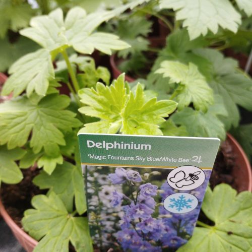 Delphinium Magic Fontains Sky Blue/White