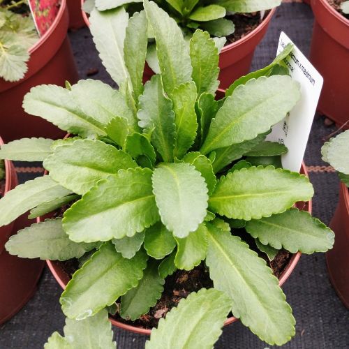 Leucanthemum Maximum Madona Blanc