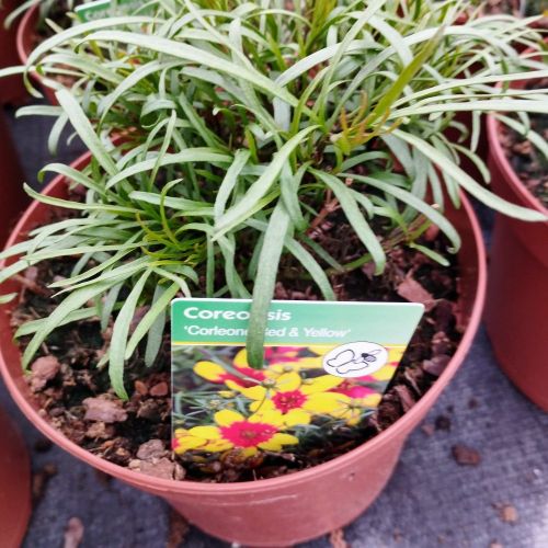 Coreopsis Verticillata Corleone Red & Yellow