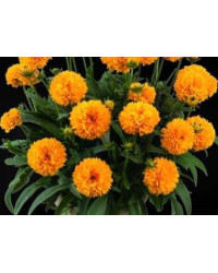 Coreopsis Solanna Golden Sphere