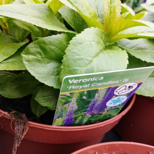 Veronica Spicata Royal Candles