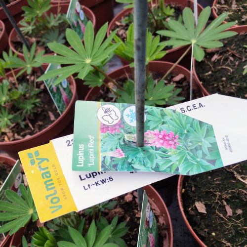 Lupin Vivace Polyphyllus Pink