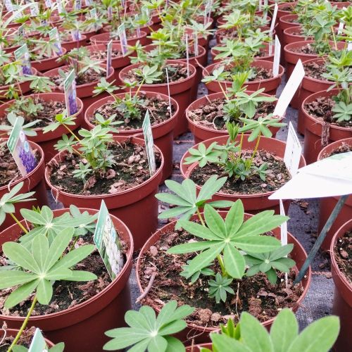 Lupin Vivace Polyphyllus Pink