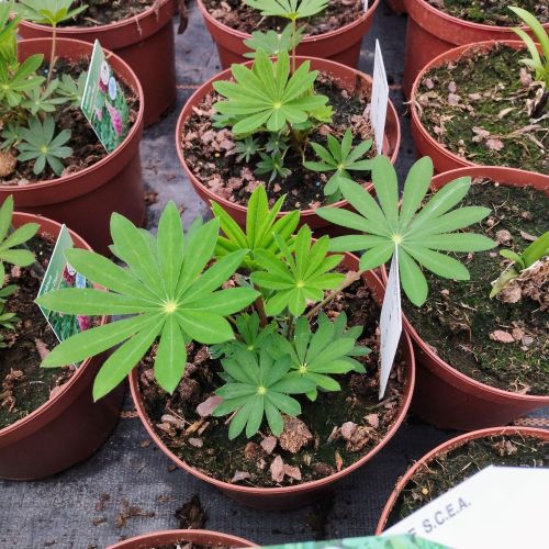 Lupin Vivace Polyphyllus Pink