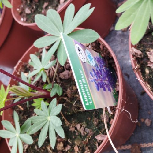 Lupin Polyphyllus Lupini Blue