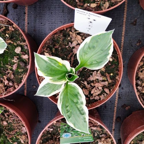 Hosta X Fortunei Vivace Patriot