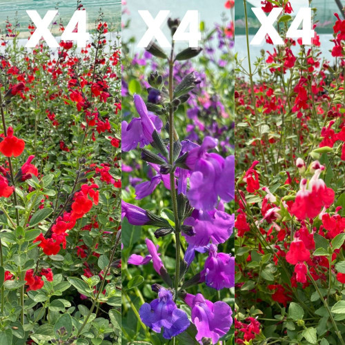Ensemble de 12 Sauges Greggii 3 Variétés Mixtes
