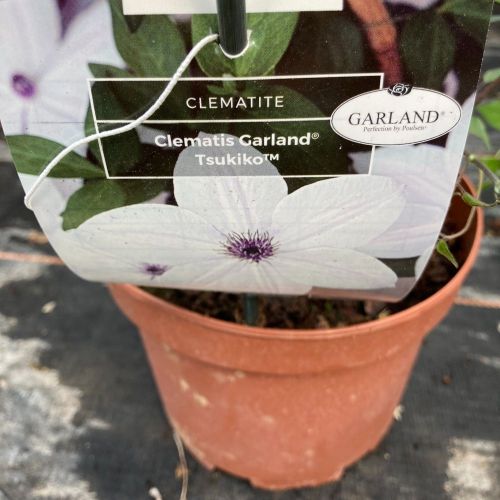 Clematites Garland Tsukiko Blanc