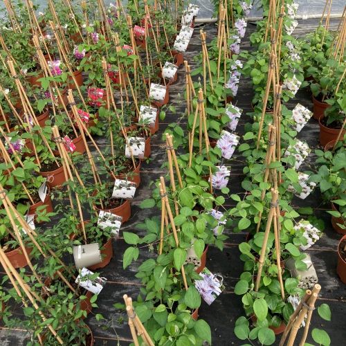 Clematites Garland Tsukiko Blanc