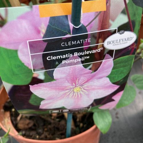 Clématite Clematite Boulevard Cezanne