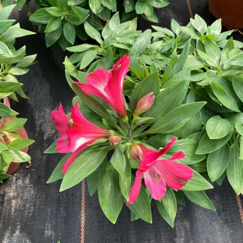 Alstroemère Lys des IncasSummer Red