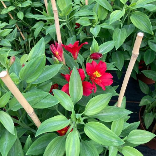 Alstroemère Lys des IncasSummer Red