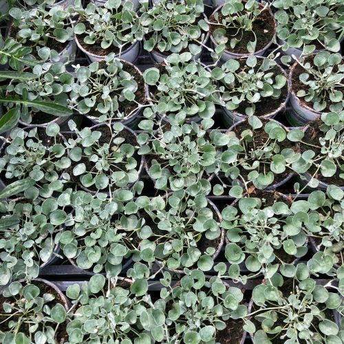 Dichondra Silverfalls