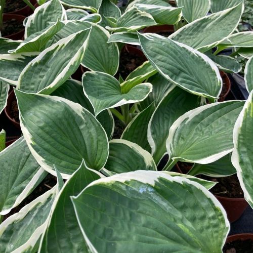 Hosta X Fortunei Vivace Patriot