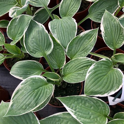 Hosta X Fortunei Vivace Patriot