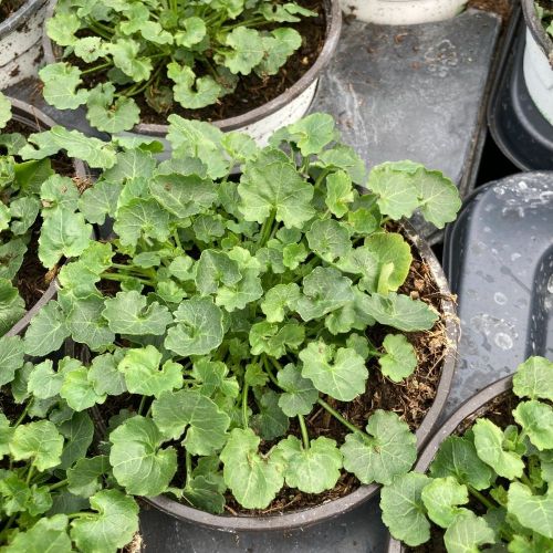 Campanula Porten Clockwise Compact Deep Blue