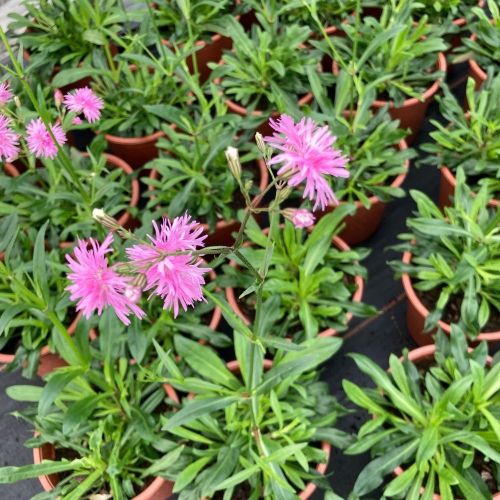 Lychnis Petit Jenny