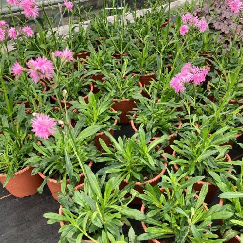 Lychnis Petit Jenny