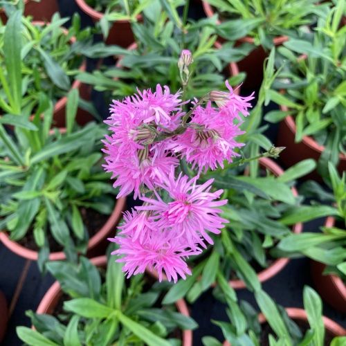 Lychnis Petit Jenny