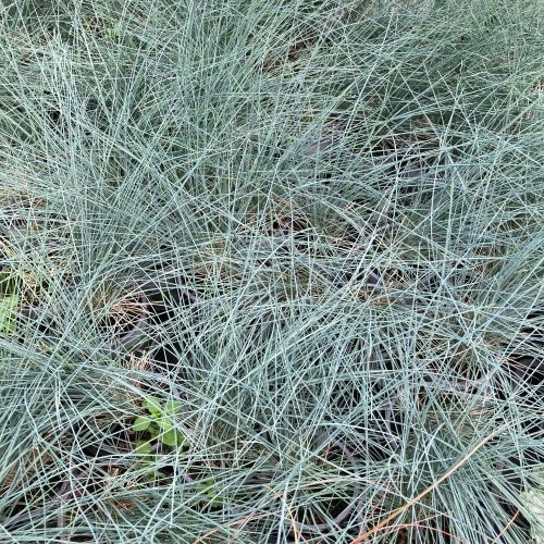 Festuca Elijah Blue