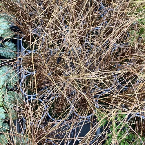 Carex Laîche Bronze de Nouvelle Zélande