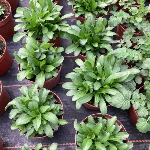 Leucanthemum Maximum Madona Blanc