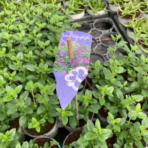 Sauge Vivace Salvia Microphylla Salvinio Lilac