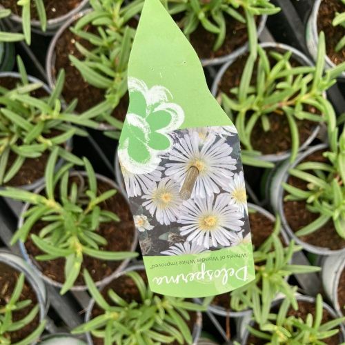 Ficoide Delosperma Lido White