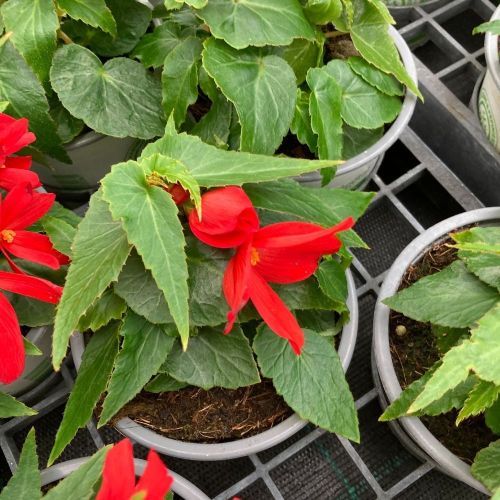 Begonia Boliviensis Santa Cruz