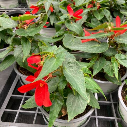 Begonia Boliviensis Santa Cruz