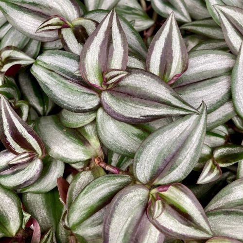 Misère Tradescantia Zebrina Violet en Pot de 10cm