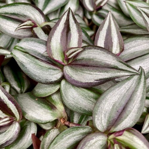 Misère Tradescantia Zebrina Violet en Pot de 10cm