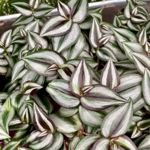 Misère Tradescantia Zebrina Violet en Pot de 10cm