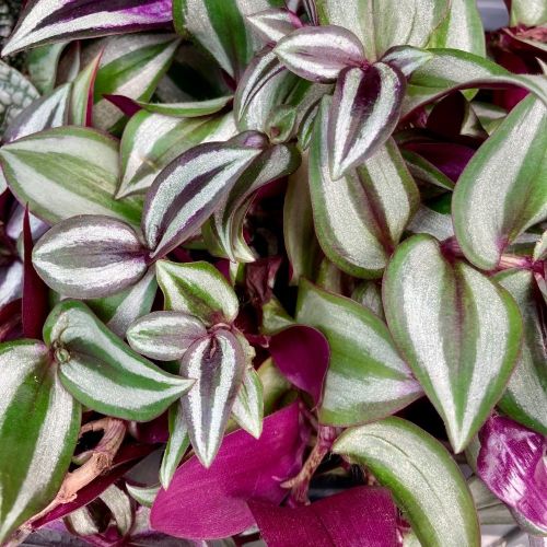 Misère Tradescantia Zebrina Violet en Pot de 10cm