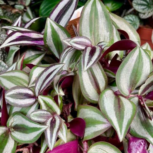 Misère Tradescantia Zebrina Violet en Pot de 10cm