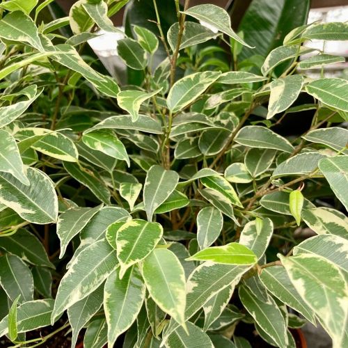 Ficus Benjamina Natasja - Pot De 12 Cm