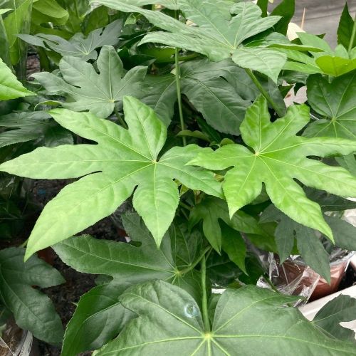 Fatsia Japonica en pot de 19cm