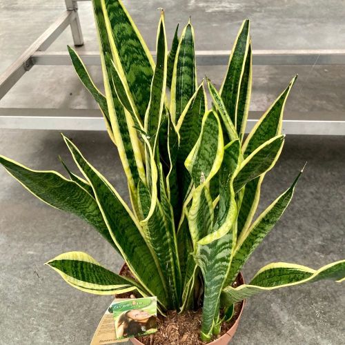 Sansevieria Laurentii - Pot De 21 Cm