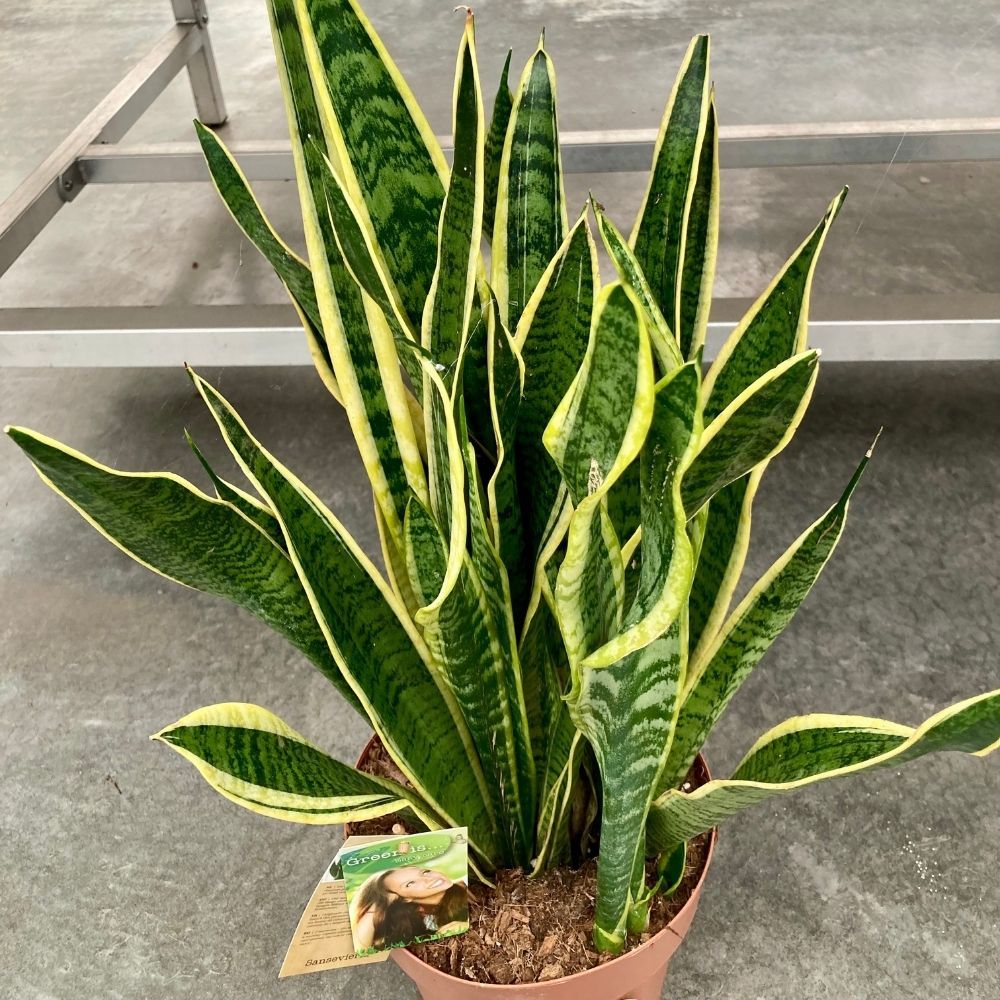 Plante Serpent Sansevieria Laurentii En Pot 13 Cm – Une Plante D’intérieur Purificatrice D’air, Facile à Entretenir !