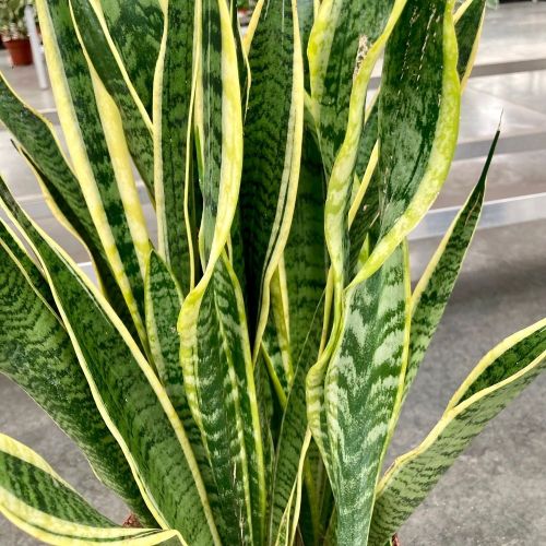 Sansevieria Laurentii - Pot De 21 Cm